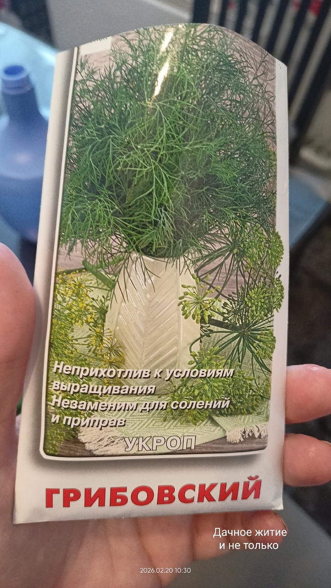 Семена укропа. Фото автора