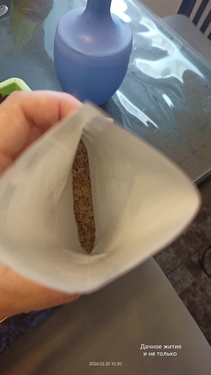 Семена укропа. Фото автора