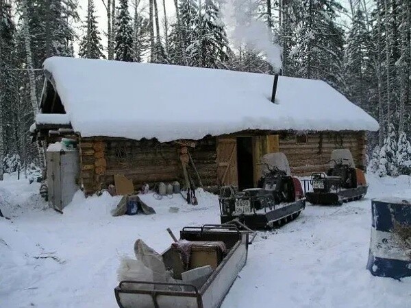 Одинокая белая волчица лежала на столе