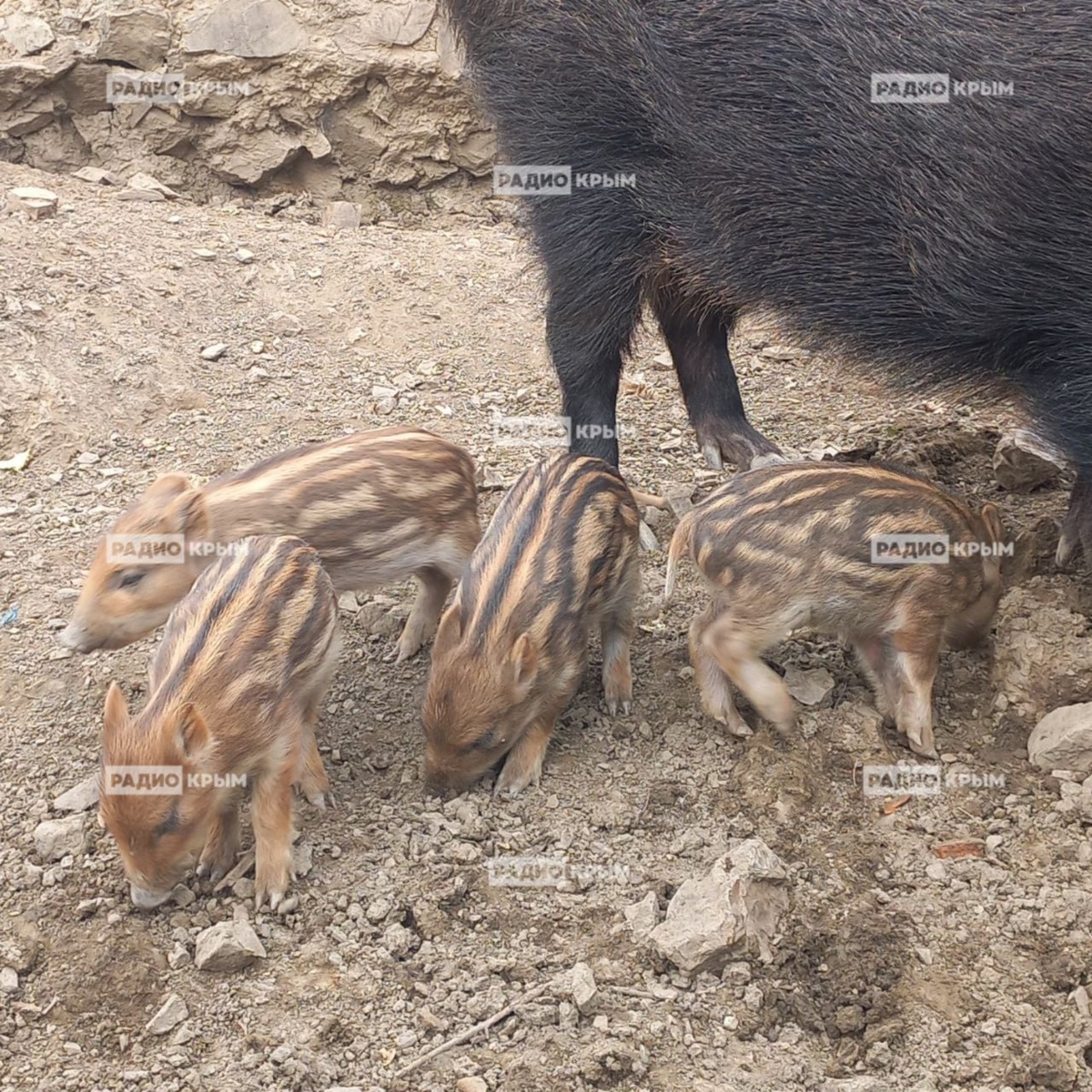 Фото «Радио Крым» предоставила ветеринарный врач отдела дендрозоопарка Ирина Панасенко