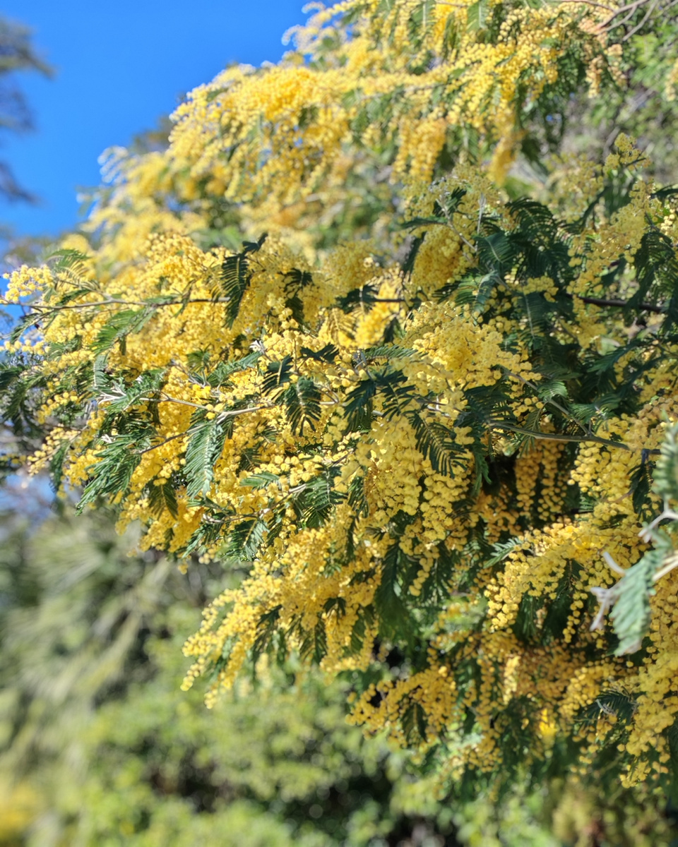 Мимоза в Сочи. 8 марта. Женский день. 