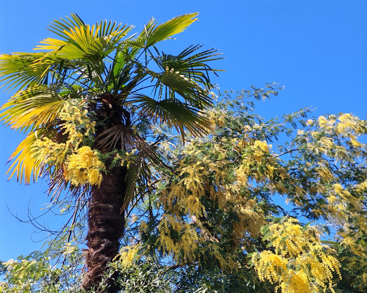 Сочи. Мимоза в Сочи. 
