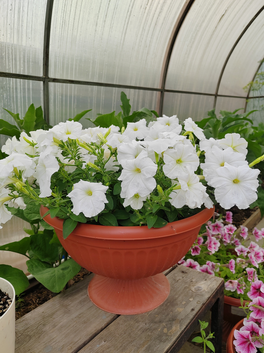 Петуния Сноублум