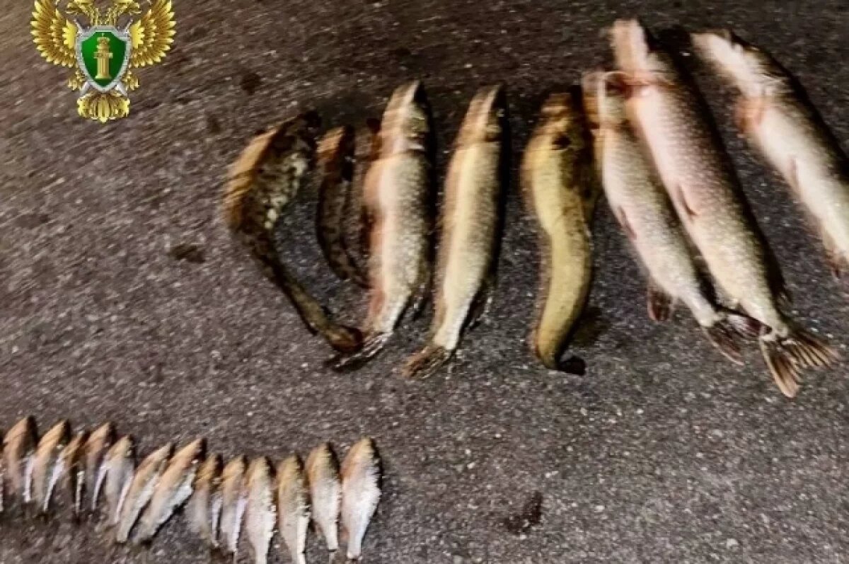    В Челябинской области завели дело о браконьерстве в нацпарке «Зюраткуль»