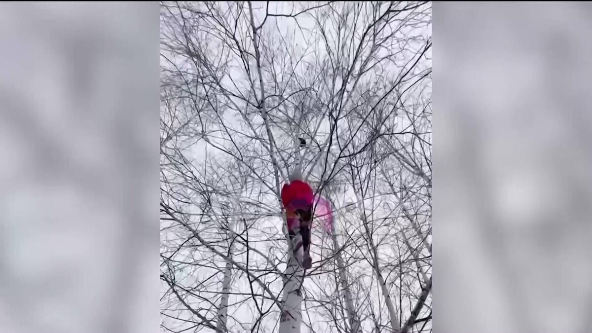    Под Уфой в деревне Карпово девочка спасла котенка, забравшись на дерево