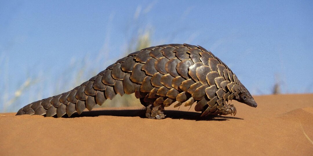 Ресторан в Малайзии строго накажут за суп из мяса панголина