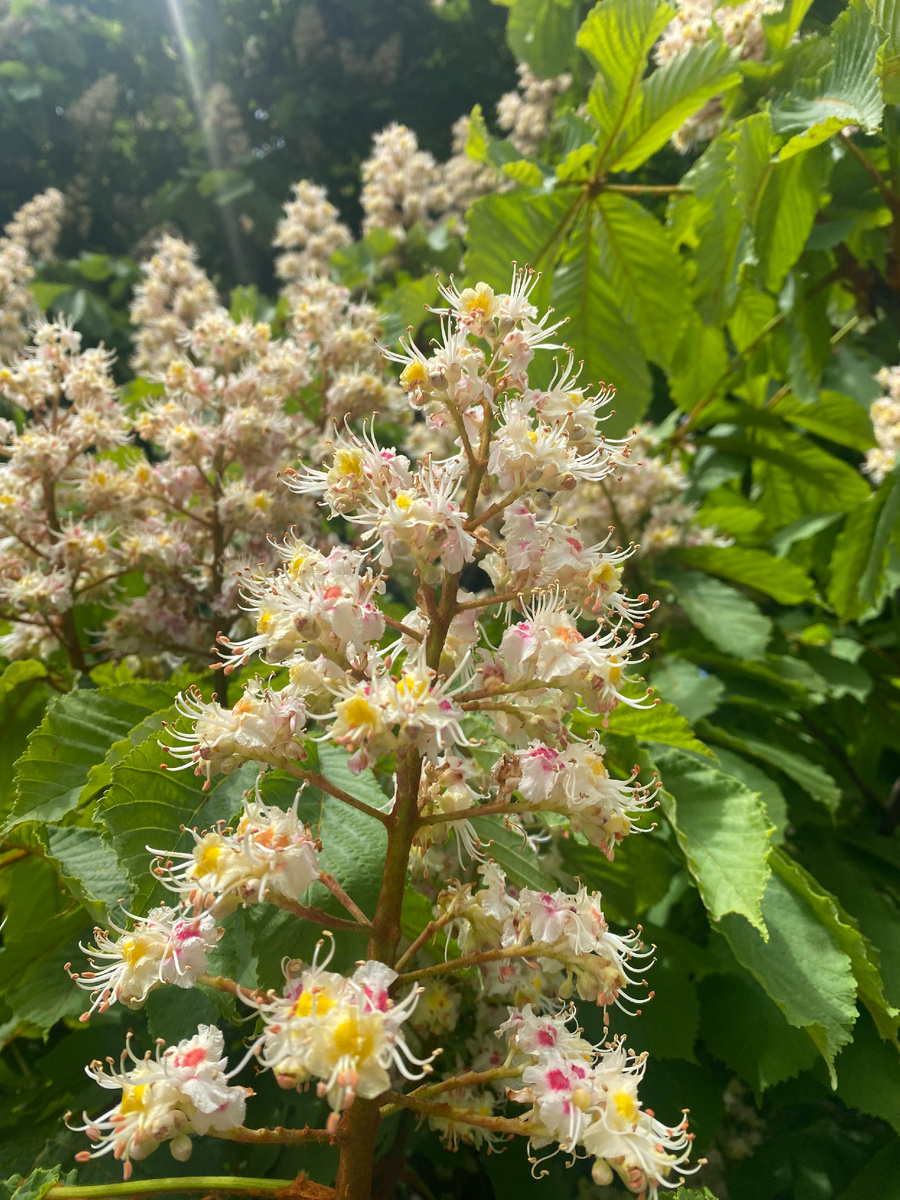 Немного фото из галереи нашлось, многие фото перенесла на облачные диски.