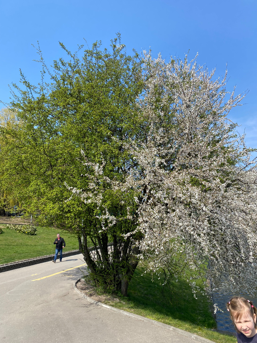 Пример прекрасного - два дерева, сначала цветет одна половина дерева, потом другая.
