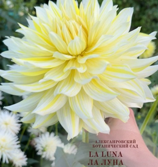 Георгин Ла Луна / Dahlia La Luna