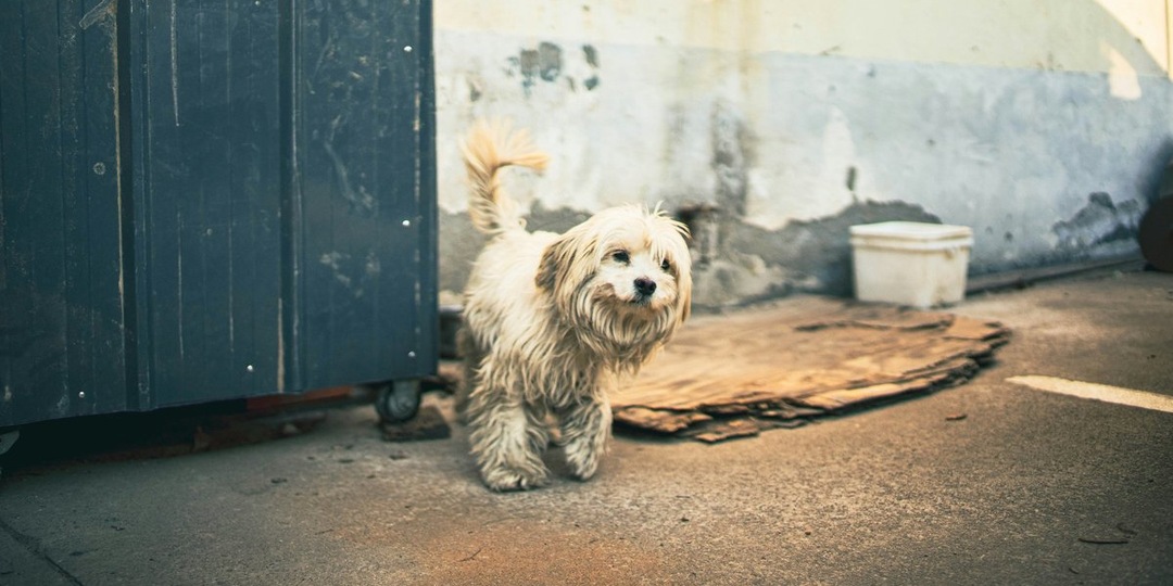 Что делать при нападении собаки: гайд по безопасному снижению агрессии