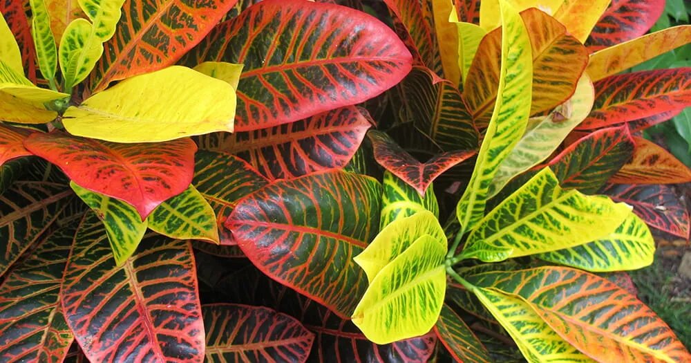 Кротон или кодиеум: уход в домашних условиях за ярким чудом