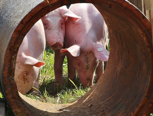 Свиньи два года гуляли где хотели в уральском Ревде, пока суд не изъял животных у фермера. Фото: Petra Bosse / Pixabay.