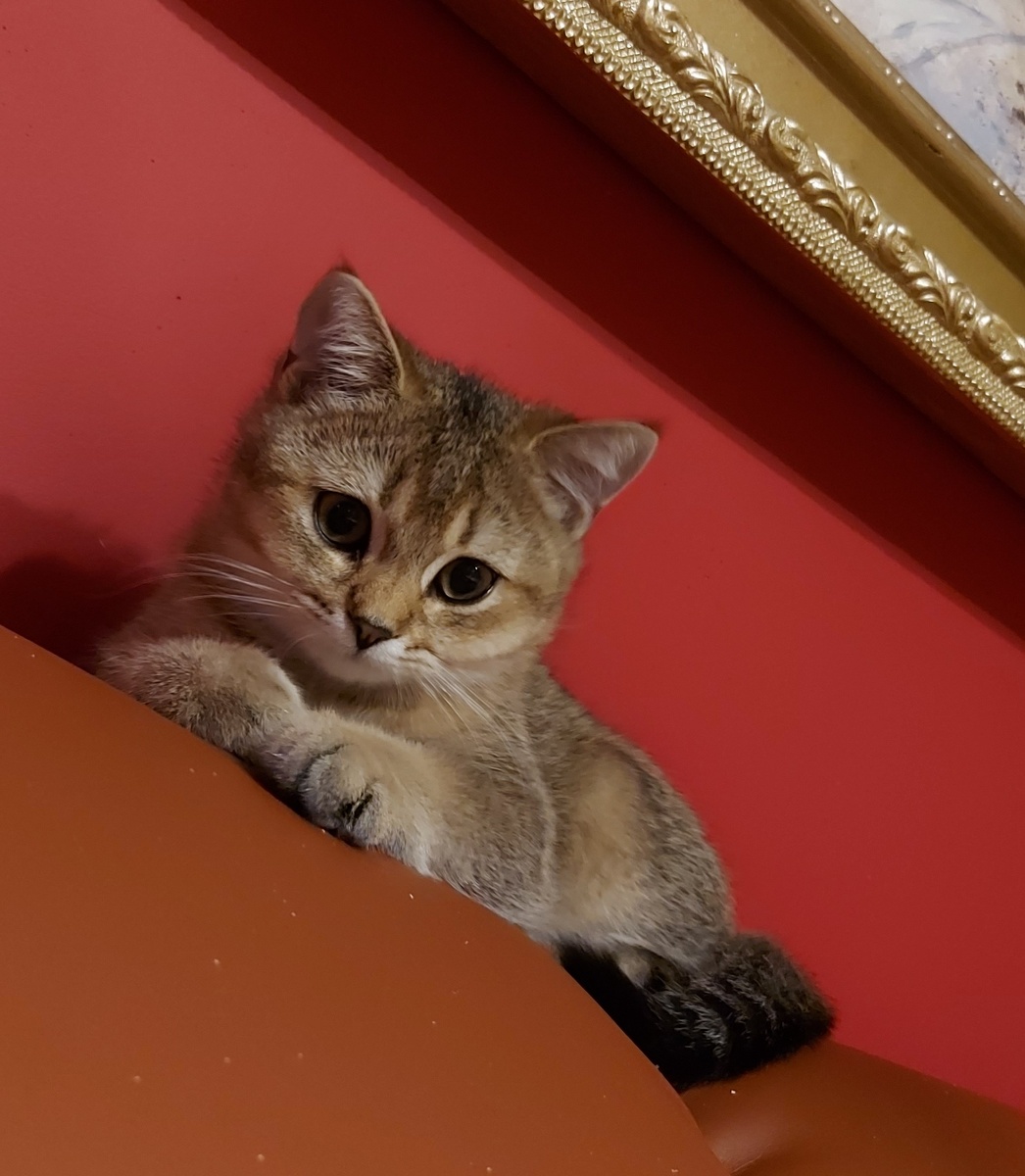 Вот такое шаловливое существо