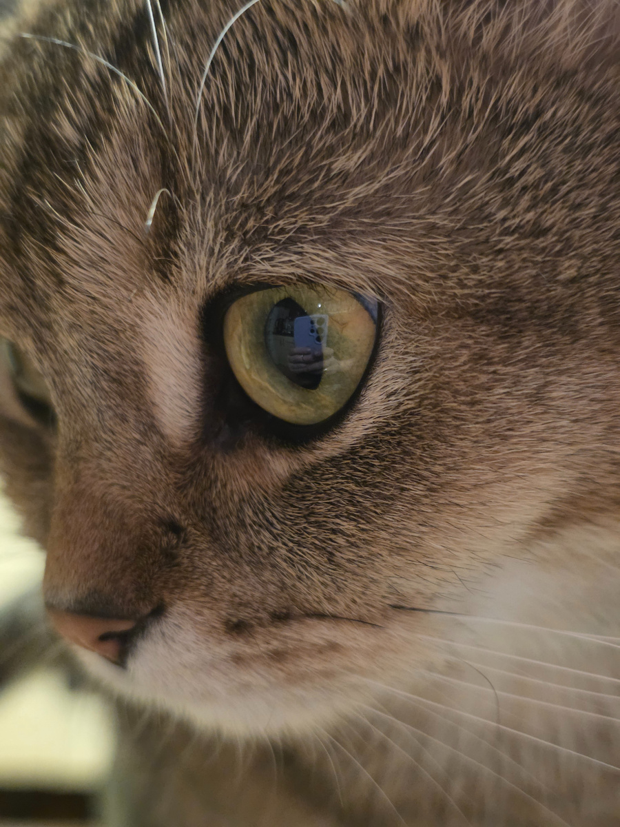 вырос котёнок