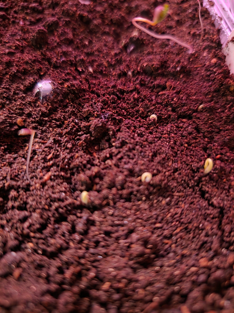 Ну, вот они, первый петельки