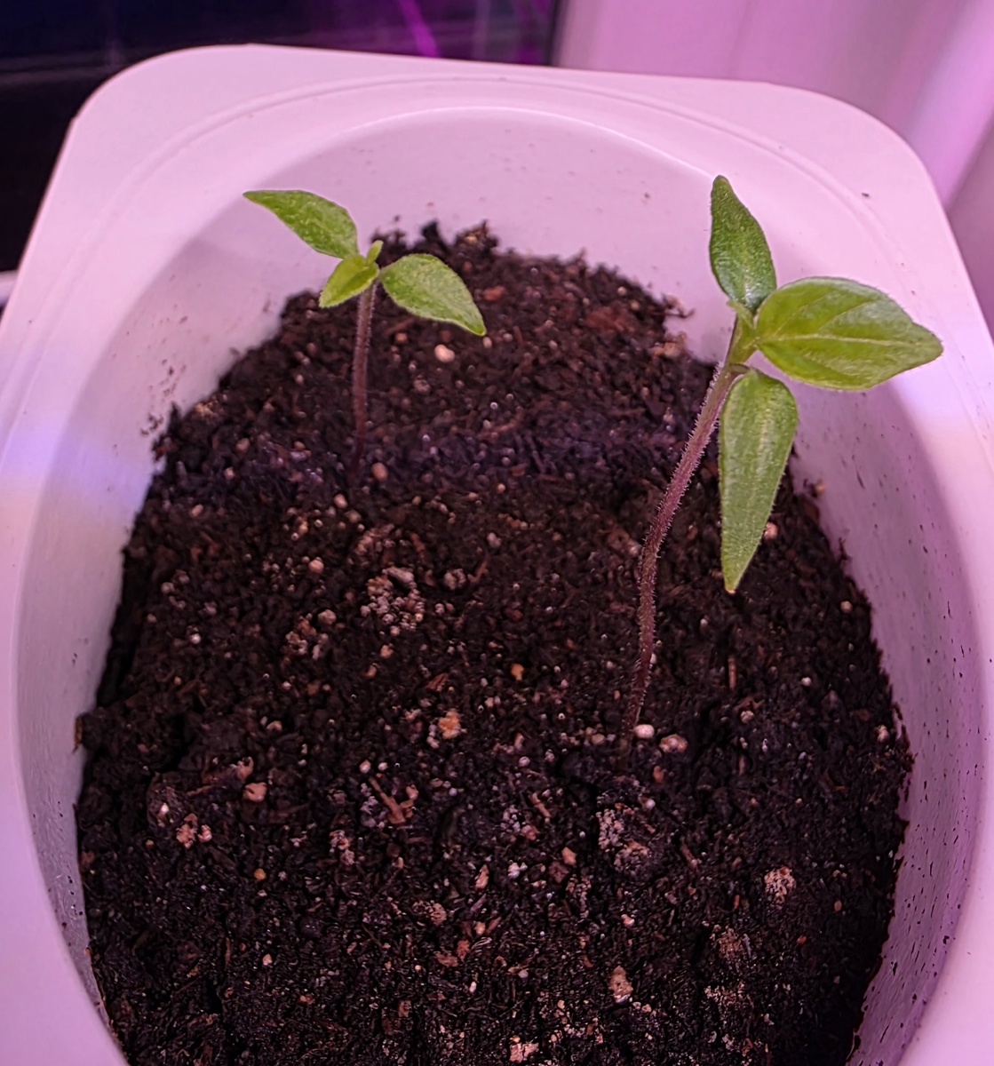 Радуют перчики