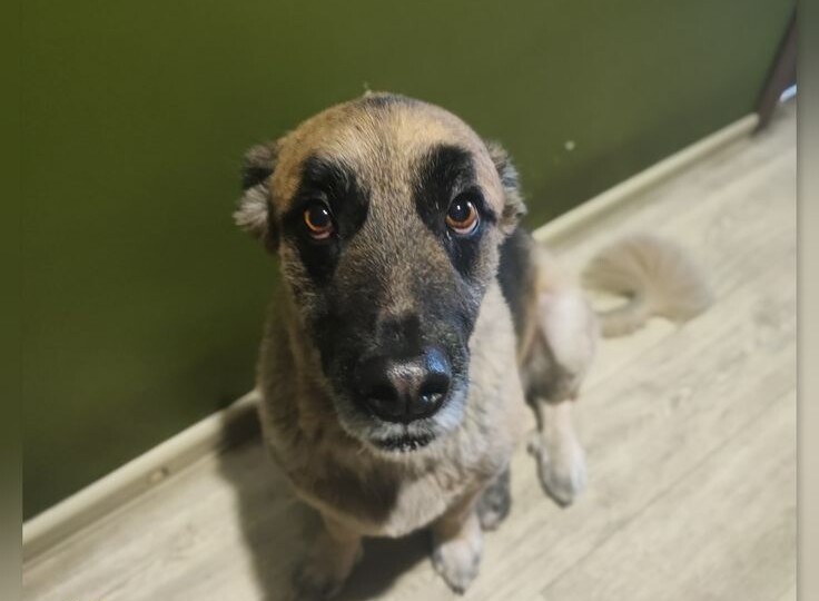 Мемы с забавными собакенами