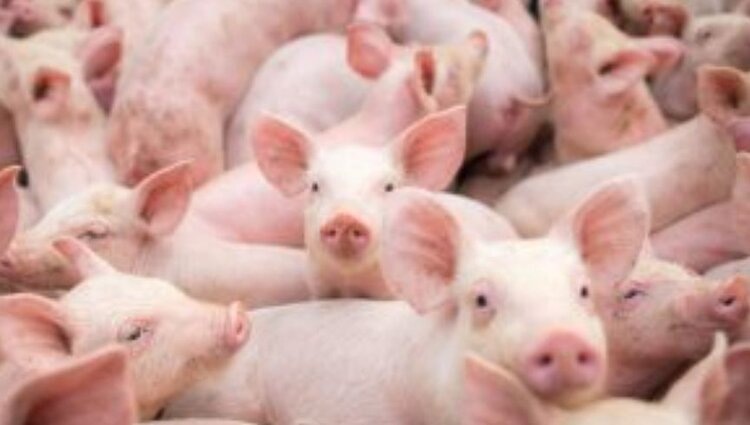    Фото: Россельхознадзор РФ