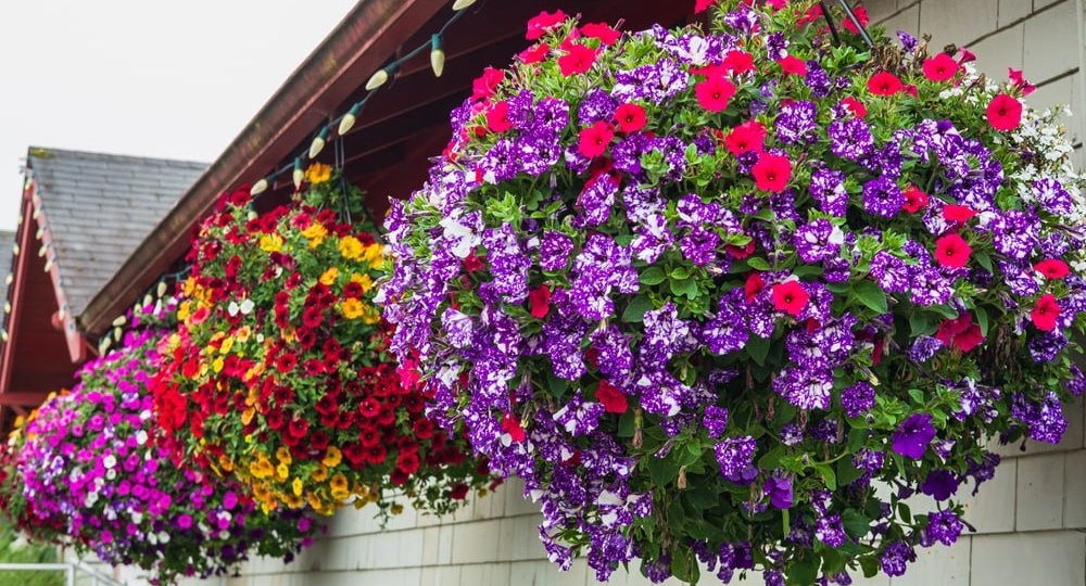 УДАЧНЫЕ ПАРЫ РАСТЕНИЙ ДЛЯ КАШПО