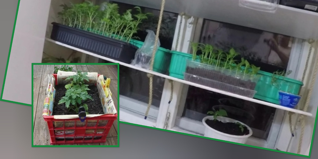 А как раньше у нас были отличные урожаи без подсветки рассады🤔