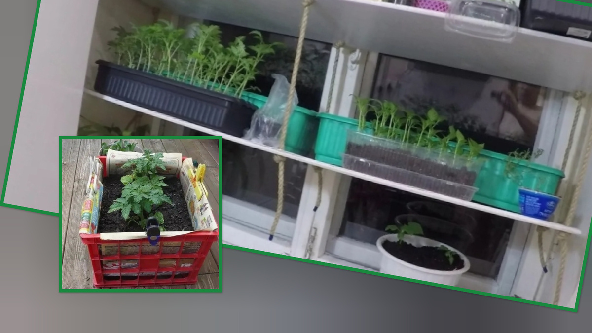 Коллаж автора статьи. 