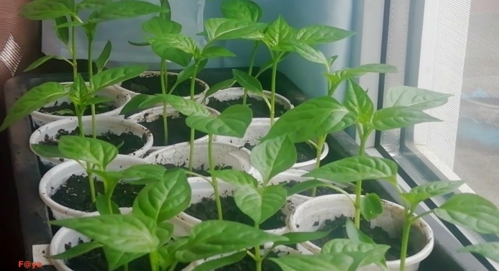 Свободный доступ интернет