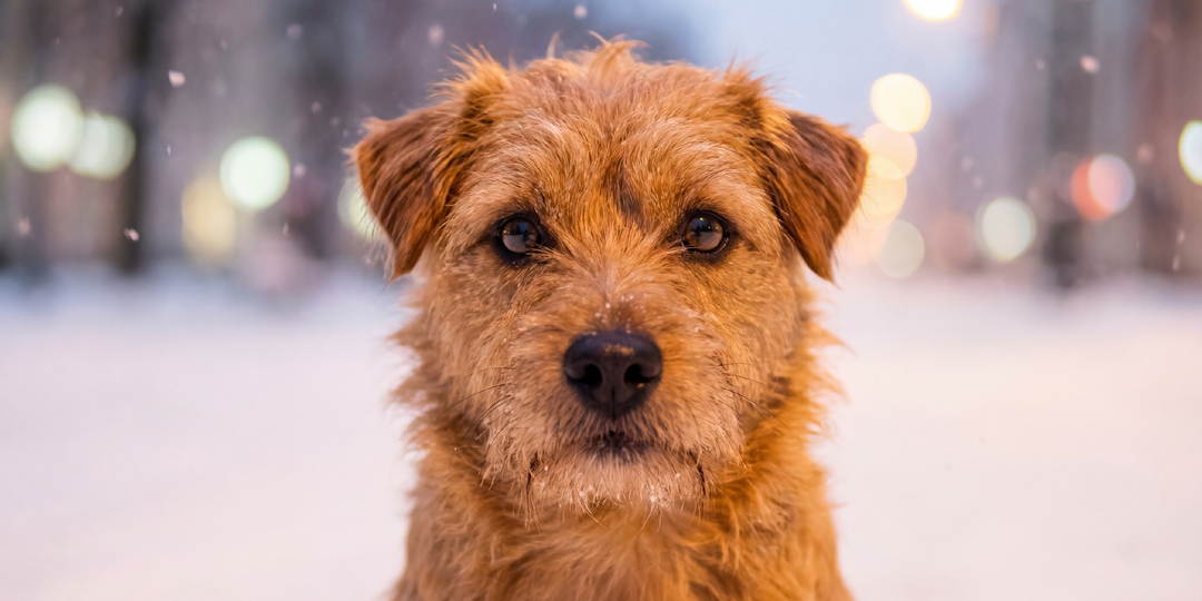 Жужа потерялась в Екатеринбурге - сотни людей искали её месяц