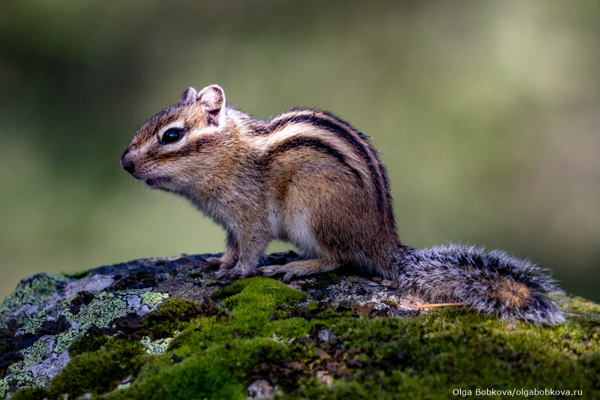 Фото здесь и далее -  сделаны мной.
