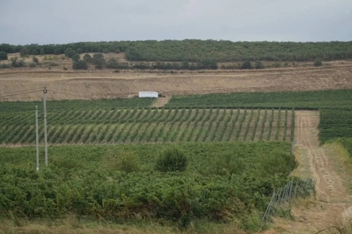    Дагестан ускоряет темпы освоения земли под сады и виноградники