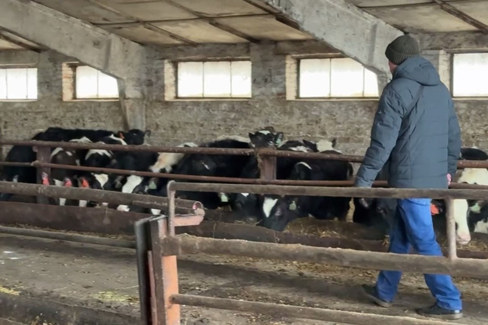    На ферме в Новоазовске выявили грубые нарушения в содержании животных. Фото: Минсельхоз ДНР