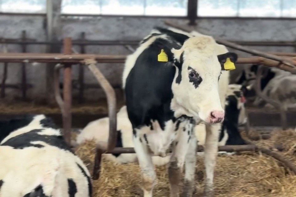    На ферме в селе Приморское не выявили никаких нарушений. Фото: Минсельхоз ДНР