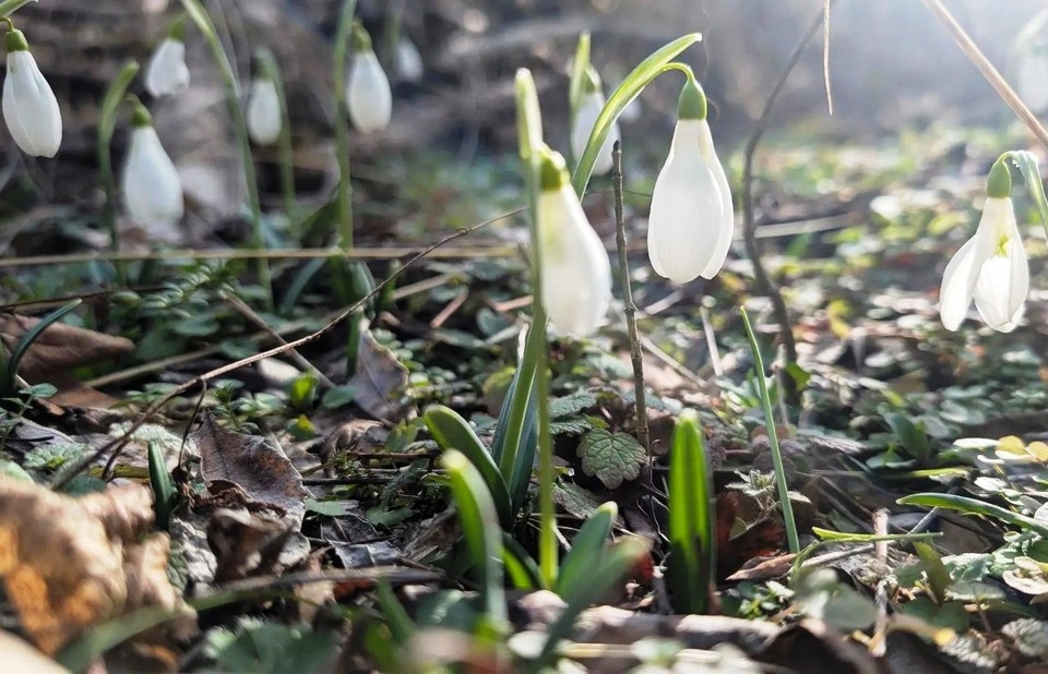   Весна наступает. Фото: Севприроднадзор