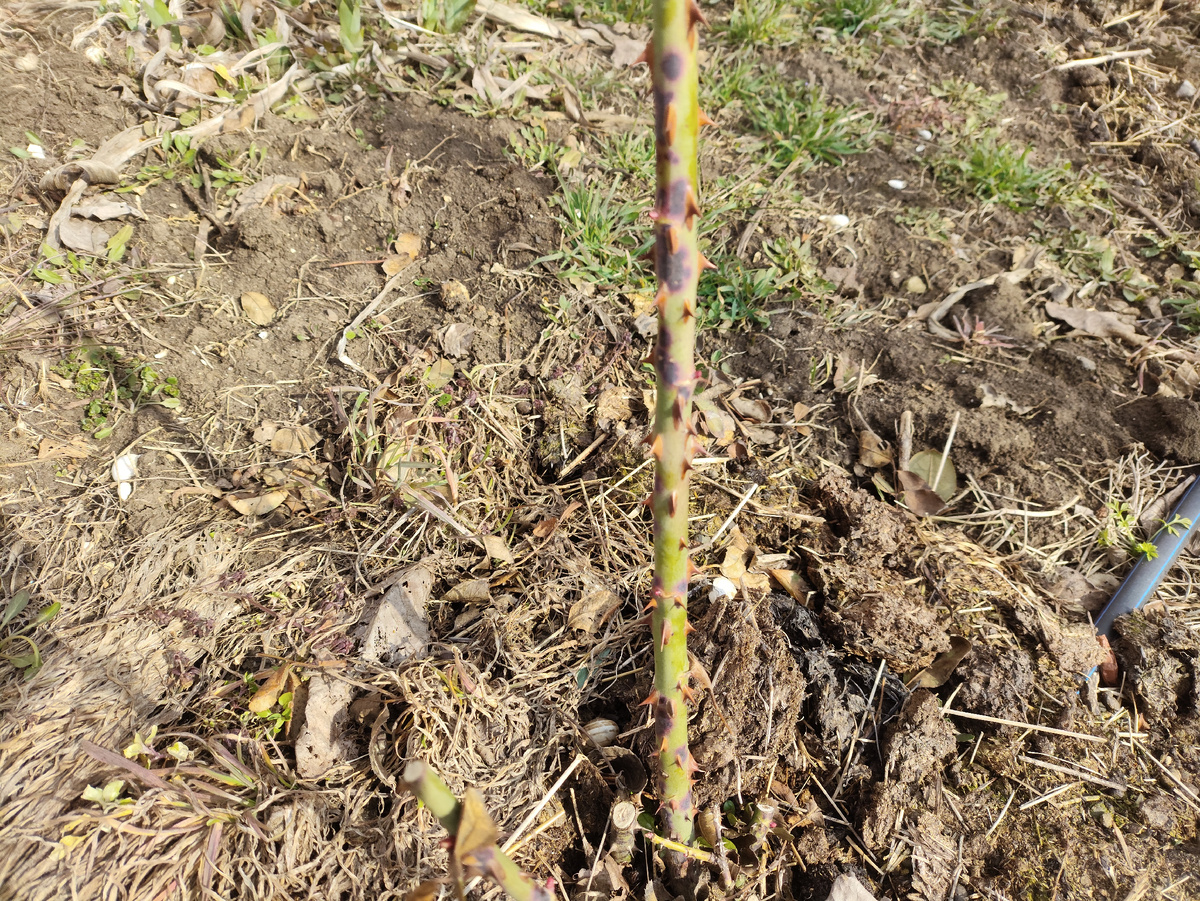 Будет очень обидно, если болезнь. Это роза Ломоносов, белая и очень ароматная.