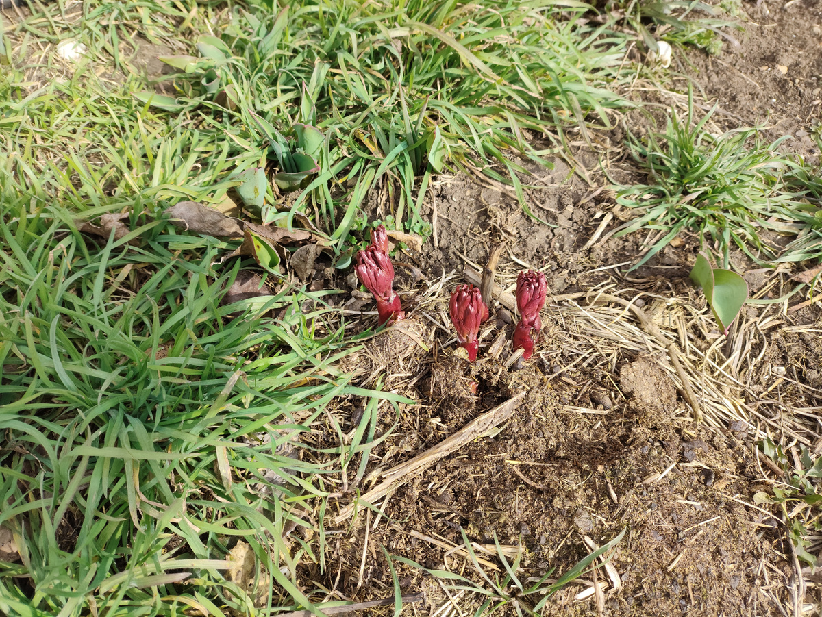 Это лососевый, с простым цветком. Самый первый выпрыгнул