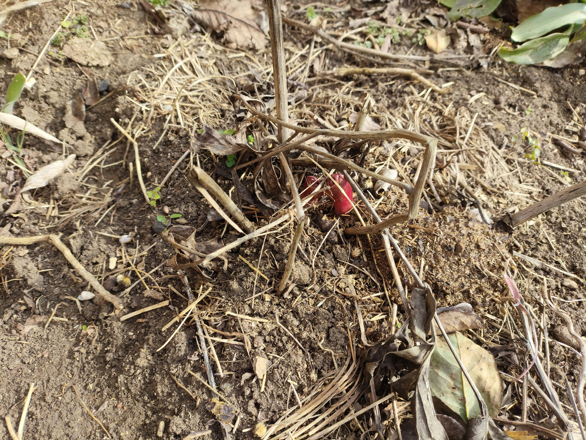 Тоже сортовой, только не помню, какой именно )) Память как у рыбки )))