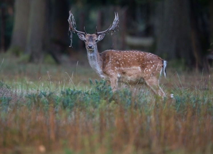 Подмосковные собаки начали вырезать пятнистых оленей с их потомством