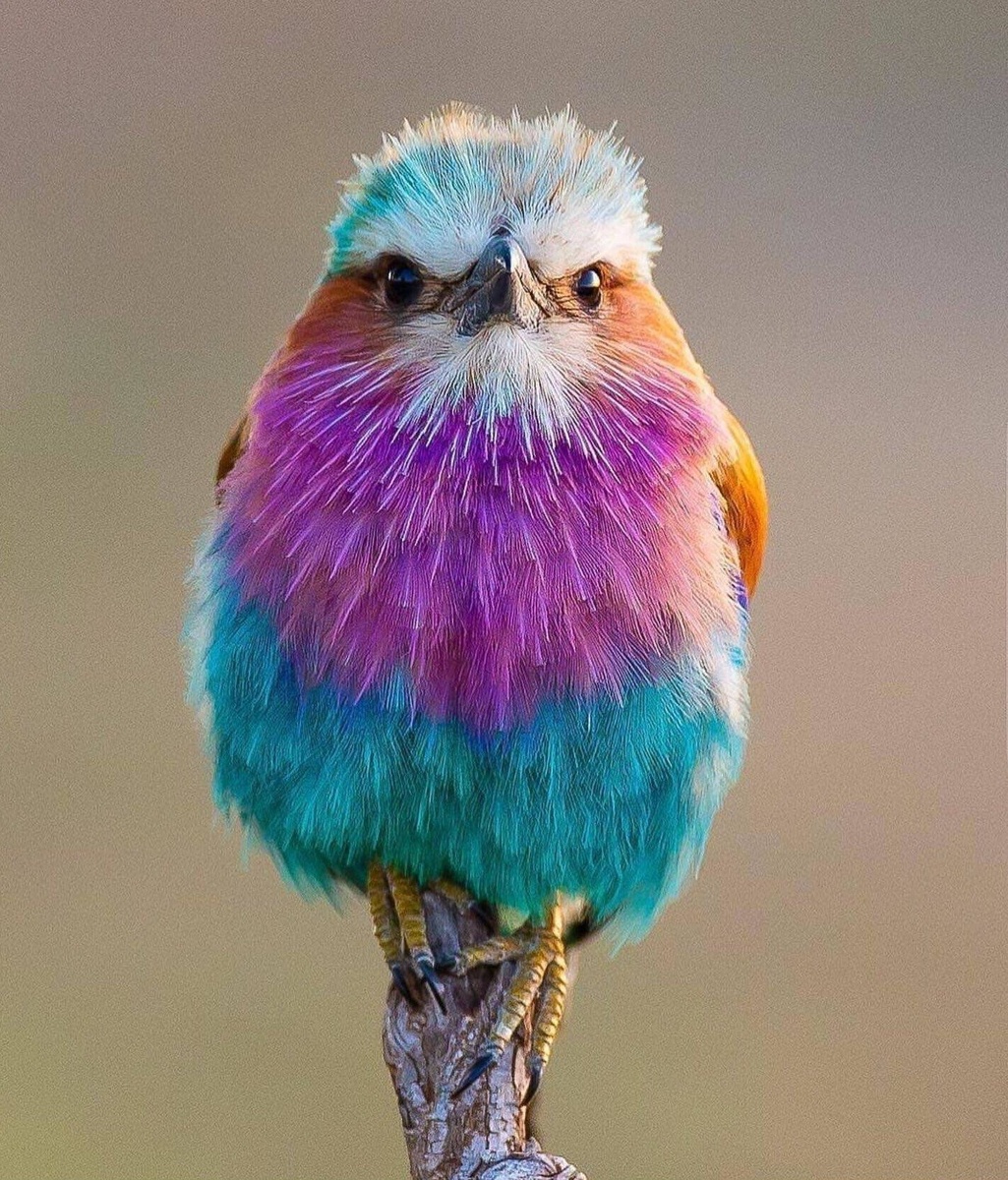 Источник: joyreactor.cc