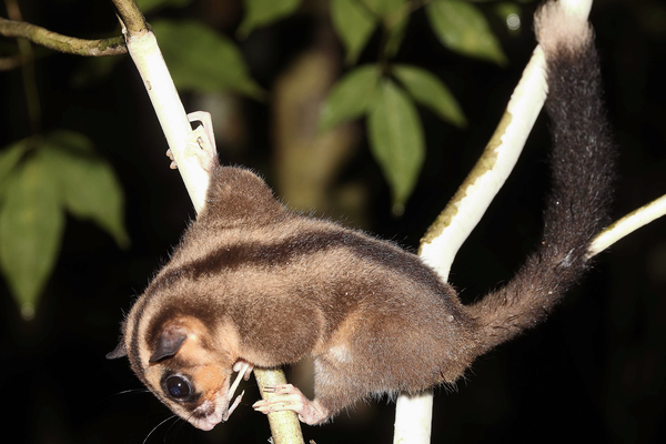 Australian Museum   📷