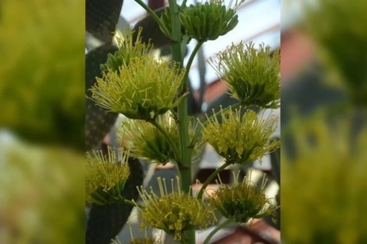    Редкая агава впервые за 15 лет зацвела в Никитском ботсаду в Крыму