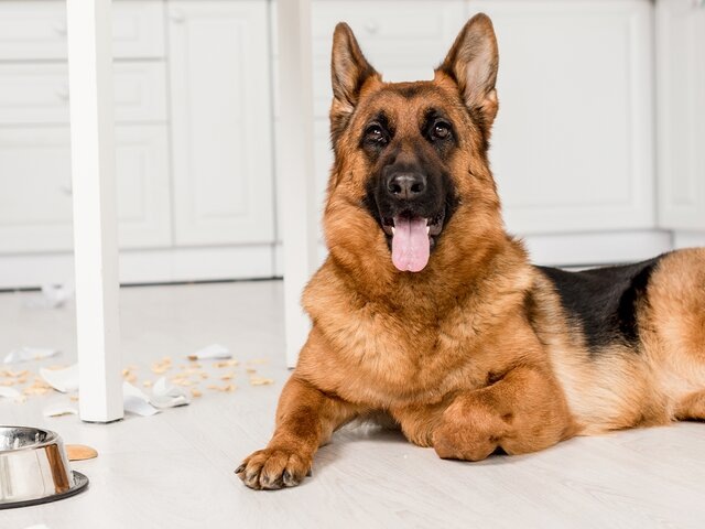    Фото: depositphotos/IgorVetushko​