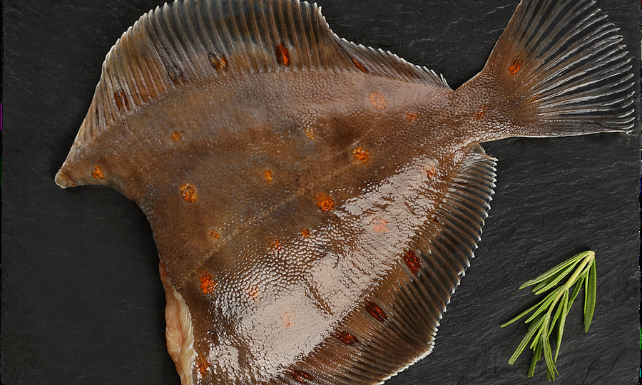 Плоская, но не простая: почему камбалу называют морской курицей и за что её ценят повара