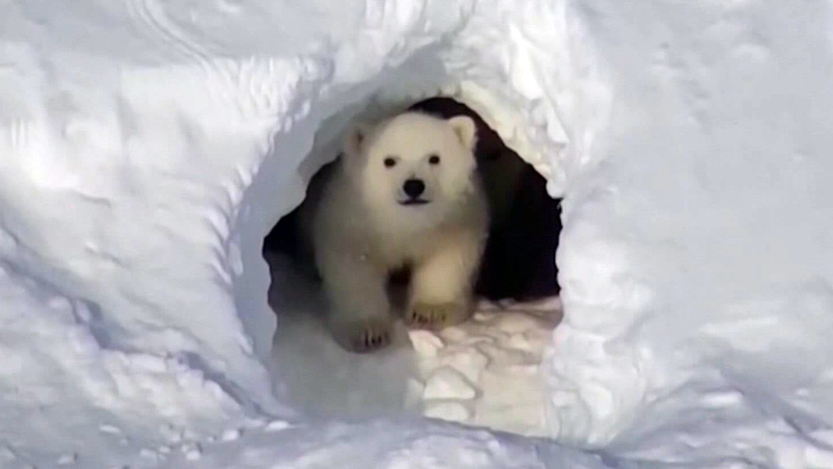    белые медведи