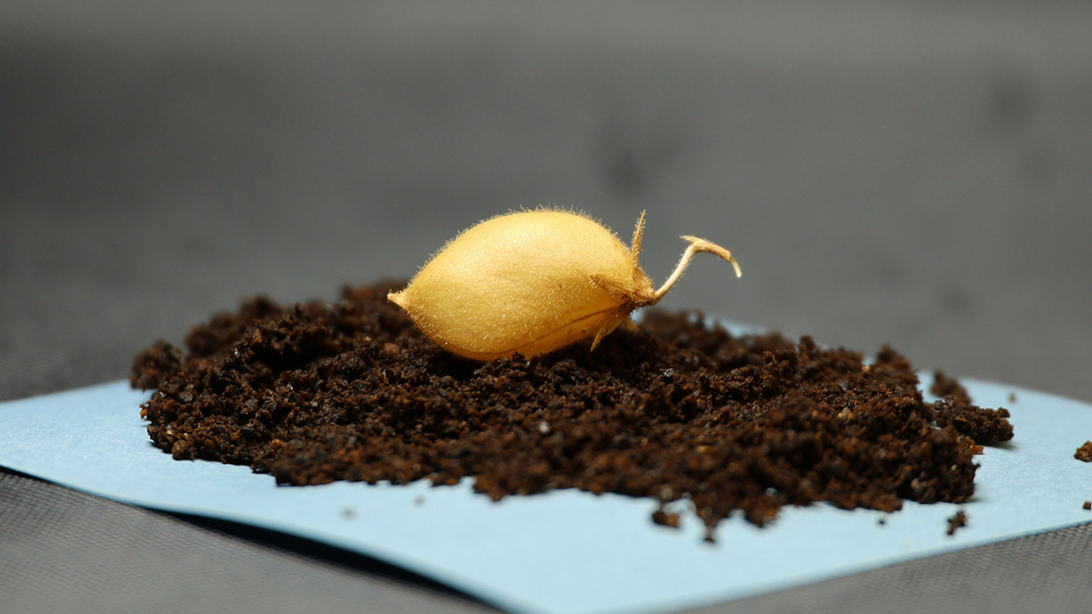   University of Texas Institute for Geophysics