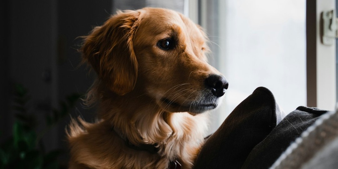 Осторожно, весна: профессиональный кинолог предупреждает владельцев собак о скрытых рисках прогулок