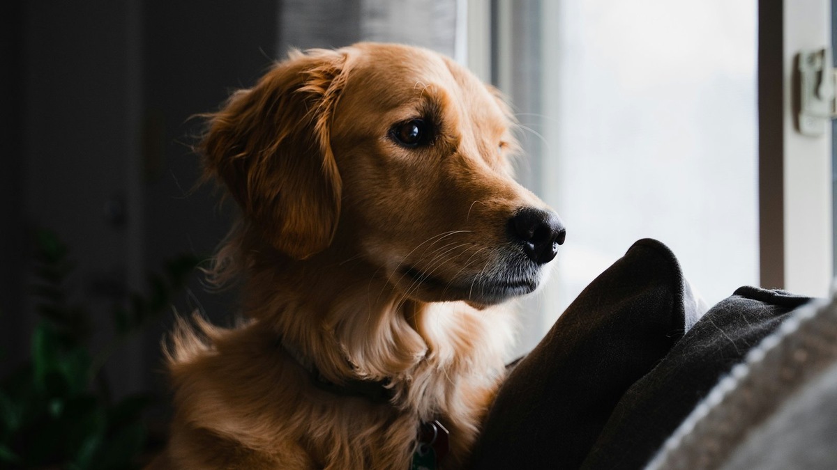    Весенние прогулки требуют от владельцев собаки повышенного внимания к безопасности питомца