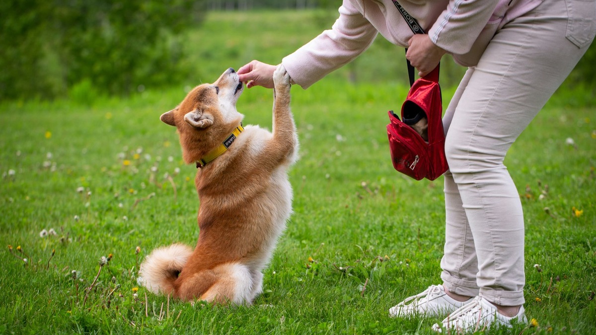    Лакомства и чистая вода — простые, но эффективные помощники на прогулке в межсезонье