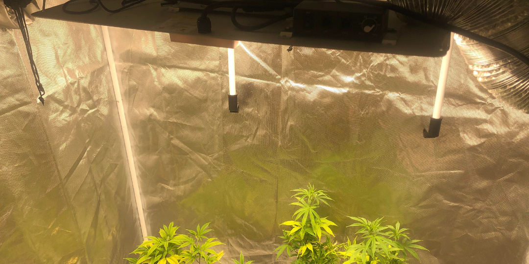 Как выбрать лампы для подсвечивания комнатных растений и рассады: марки, способы крепления и полезные советы