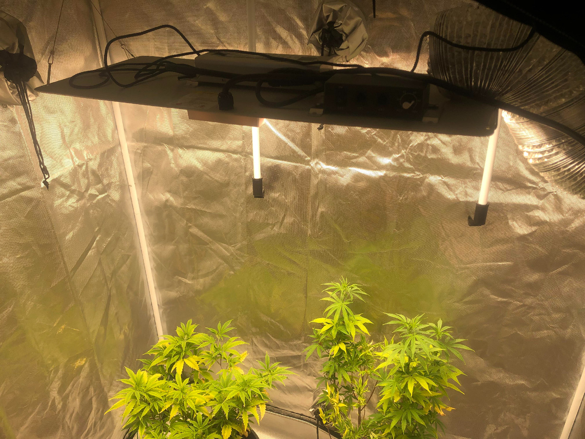 фото с сайта audioanalogue.com: светильник Spider Farmer SF‑1000