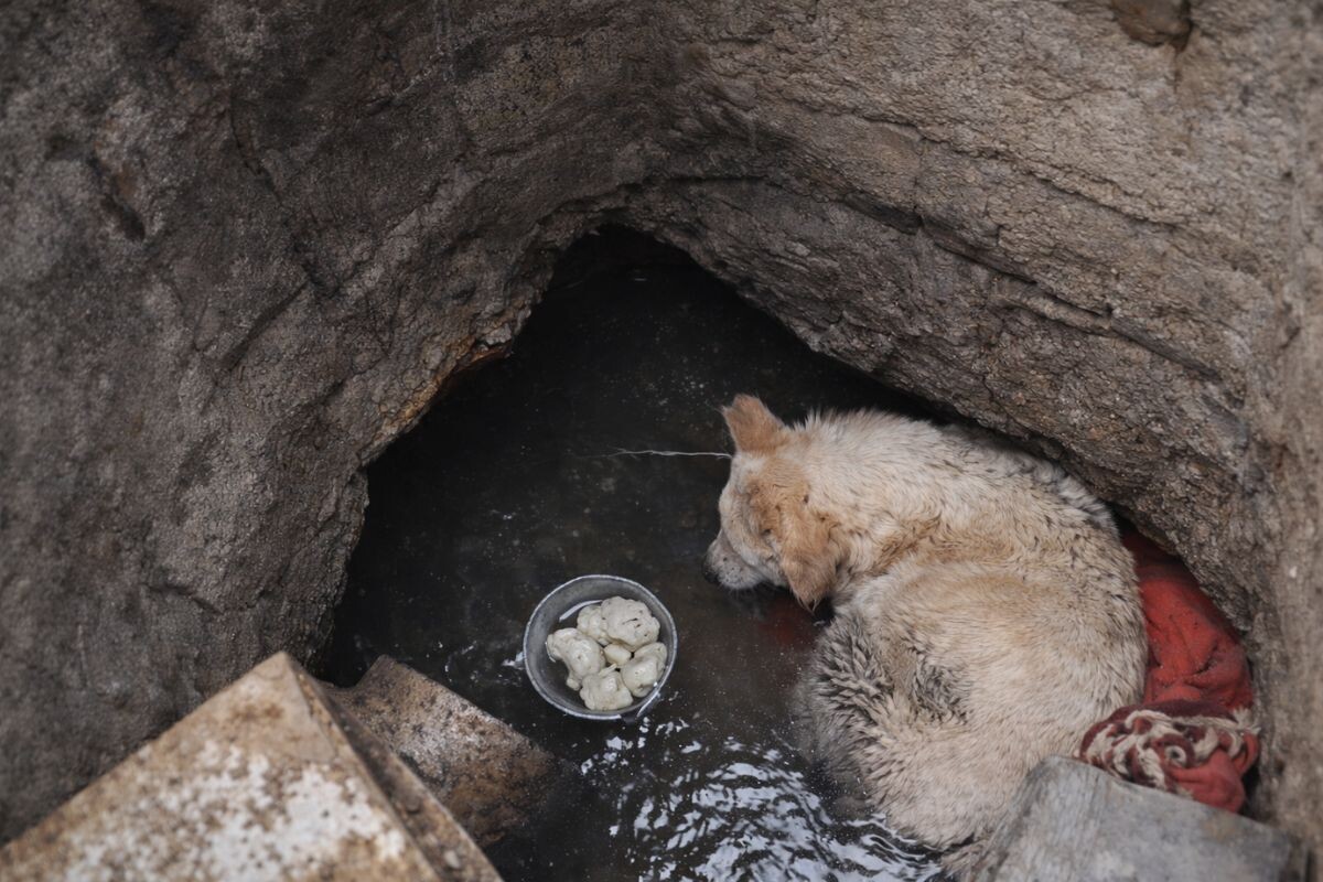 Собака в колодце 