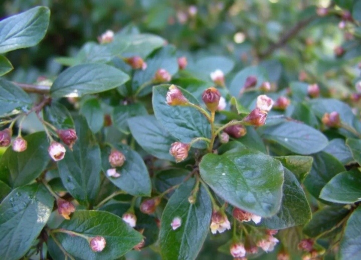 Кизильник блестящий, фото автора.